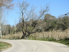 Arundo donax
