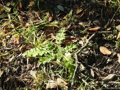 Lysimachia linum-stellatum