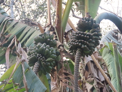 Musa basjoo