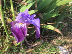 Iris × germanica