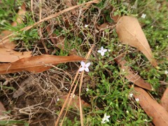 Houstonia pusilla