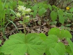Thalictrum filamentosum