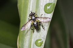 Quichuana pogonosa