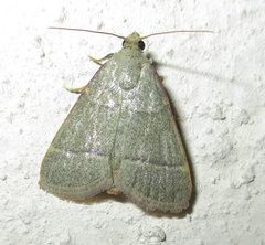 Hypsopygia nostralis