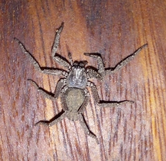 Trachycosmidae