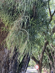 Rhipsalis teres