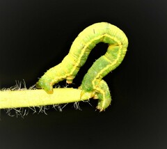 Chlorochlamys chloroleucaria