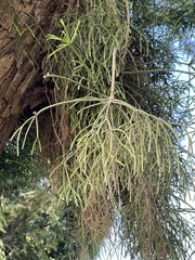 Rhipsalis teres