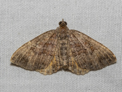 Chrysolarentia bichromata