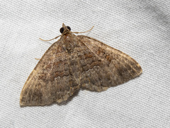 Chrysolarentia bichromata