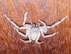 Trachycosmidae