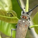 Mango Stem Borer - Photo (c) Omar Monzon Carmona, some rights reserved (CC BY-NC), uploaded by Omar Monzon Carmona