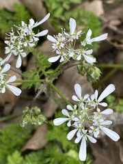 Scandix pecten-veneris