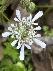 Scandix pecten-veneris