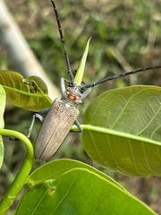 Batocera rufomaculata
