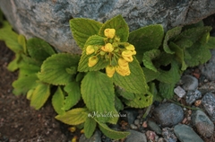 Calceolaria plectranthifolia