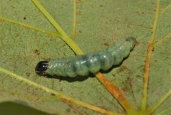 Pantographa limata