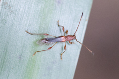 Lygrocharis nigripennis
