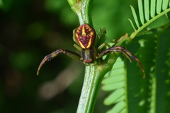 Misumenops maculissparsus