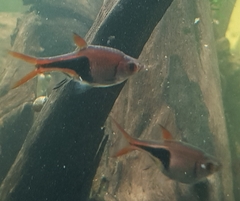 Trigonostigma heteromorpha