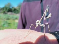 Empusa pennata