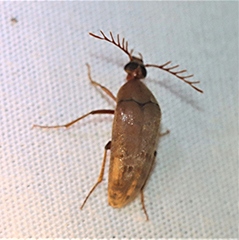 Ripiphoridae