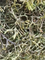 Porella arboris-vitae