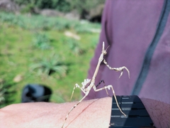 Empusa pennata