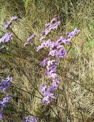 Limonium alutaceum