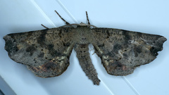 Parepisparis excusata