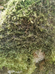 Porella arboris-vitae