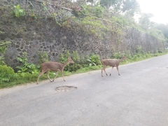 Rusa timorensis