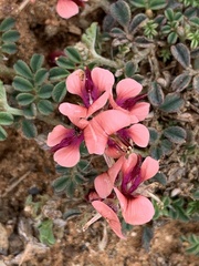 Indigofera alternans