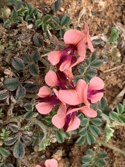 Indigofera alternans