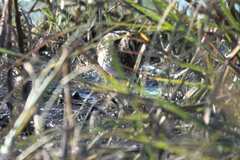 Gallinago nigripennis