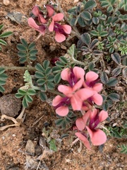 Indigofera alternans