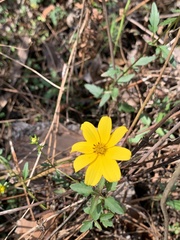 Bidens mitis