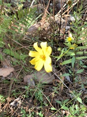 Bidens mitis