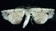 Parepisparis excusata