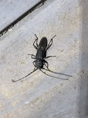 Phacodes
