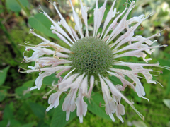 Monarda bradburiana