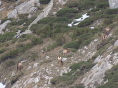 Rupicapra pyrenaica parva