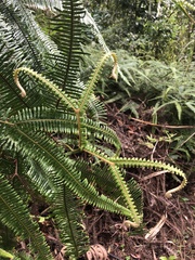 Gleichenella pectinata