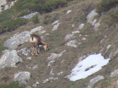 Rupicapra pyrenaica parva