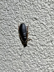Blaberidae