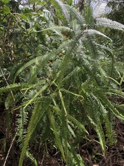 Gleichenella pectinata