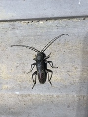 Phacodes