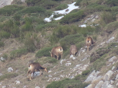 Rupicapra pyrenaica parva