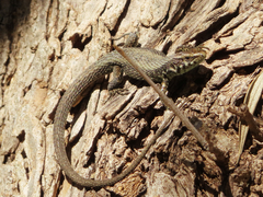 Algyroides moreoticus