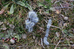 Thaumetopoea herculeana